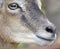 Close up with the mouflon female, view from the profile