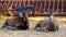 Close up with mouflons - pair of mouflon
