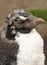 Close up of a moulting Rockhopper penguin chick
