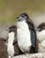 Close up of moulting Rockhopper penguin chicks on a rock
