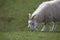 Close up of a mountain cashmere goat grazing