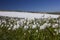 Close-up of mountain flowers cotton grass