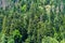 Close up of mountain forest in summertime. Texture of green trees on high ground.