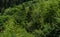 Close up of mountain forest in summertime. Texture of green trees on high ground.