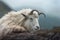 close-up of a mountain goat resting on a ledge