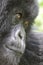 Close-up of a Mountain Gorilla