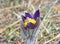 Close up of Mountain Pasqueflower (Pulsatilla montana)