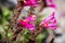 Close up of Mountain Pride Penstemon newberryi wildflowers blooming in Siskiyou County, Northern California