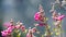 Close up of Mountain Pride Penstemon newberryi wildflowers blooming in Yosemite National Park, Sierra Nevada mountains,