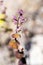 Close up of Mountains Jewelflower Streptanthus tortuosus blooming at high elevation in Yosemite National Park in summer, Sierra