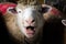 Close-up of the mouth of a sheep screaming scream of pain before slaughter on a farm with blood-soaked fleece