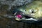 Close up on the mouth and teeth of a chum salmon