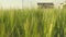 Close up moving wheat field on windy day