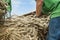 Close up of mown wheat given by persons to threshing into a historical thresher