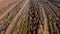 Close-up of the mud texture on the rice field