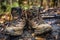 close-up of muddy hiking boots on forest trail