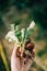 Close up of muddy radish in hands. Home backyard gardening. Lifestyle