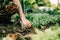 Close up of muddy radish in hands. Home backyard gardening. Lifestyle