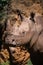 Close-up of muddy white rhinoceros beneath cliff
