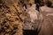 Close-up of muddy white rhinoceros by cliff