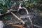 Close up mudskipper fish,Amphibious fish Lying on a log and looking at camera in the mangrove forest