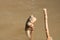 Close up mudskipper fish,Amphibious fish standing on a tree branch at mangrove forest