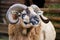 Close up of a muflon head with his horns.