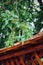 Close-up of mulberry branches with green fruits.