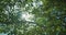 Close up of mulberry leaf, sun rays break through the mulberry leafs