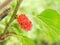 Close up Mulberry tree producing ripe fruit