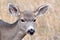 Close up of Mule Deer Doe