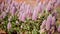 close up of mulla mulla flowers at uluru-kata tjuta