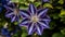 Close up multi blue clematis flower, some petals in focus