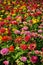 Close up multicolored flowers background