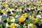 Close-up of multicolored pansy flowers