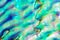 Close up multicolour texture background of paua shell, haliotis