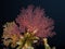 Close up of Multicoloured sea fans with a feather starfish