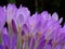 Close up of multiple autumn timeless purple flowers Colchicum autumnale