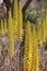 Close up of multiple flowering stalks of Aloe Vera in the desert of Arizona with a blurred background