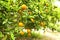 Close up of multiple organic ripe perfect orange fruits hanging on tree branches in local produce farmers garden, sunshine beams.