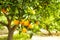 Close up of multiple organic ripe perfect orange fruits hanging on tree branches in local produce farmers garden, sunshine beams.