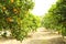 Close up of multiple organic ripe perfect orange fruits hanging on tree branches in local produce farmers garden, sunshine beams.