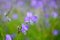 Close up of Murdannia giganteum flowers on blurred.