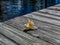 Close Up of a Murex Snail Shell on a Weathered Dock