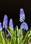 Close up Muscari bluebell flowers over black
