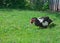 Close up of a Muscovy Duck Cairina moschata