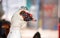 Close up of Muscovy Duck. The Muscovy duck Cairina moschata is a large duck native to Latin America