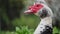 Close-up of a muscovy duck outdoors