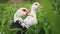 Close-up Muscovy ducks graze in the grass