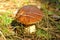 Close-up mushroom (Boletus edulis)